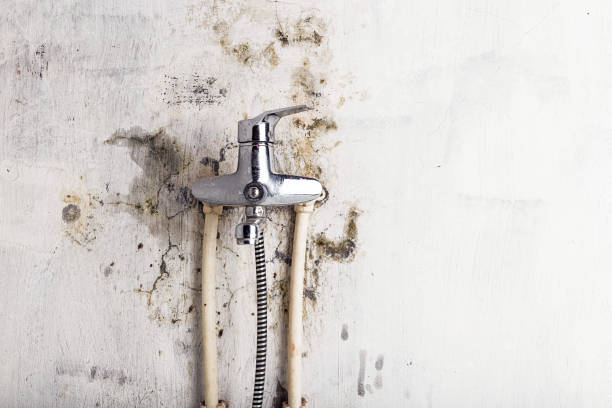Office Mold Removal Services in East Village, CT