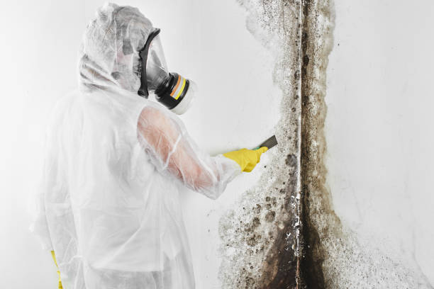 Best Emergency Mold Removal  in East Village, CT
