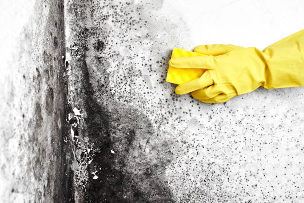 Attic Mold Removal in East Village, CT
