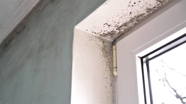  East Village, CT Mold Removal Pros