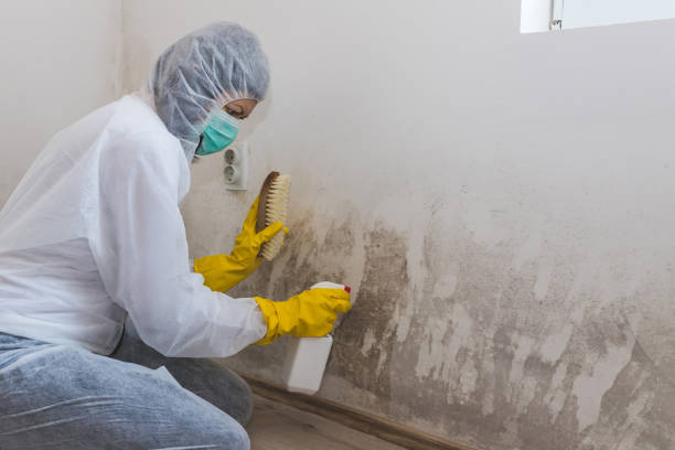 Best Mold Testing  in East Village, CT