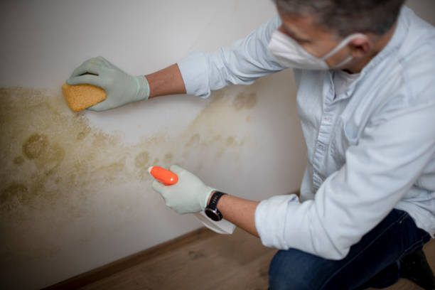 Best Office Mold Removal Services  in East Village, CT