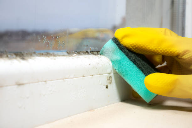 Best Affordable Mold Removal  in East Village, CT