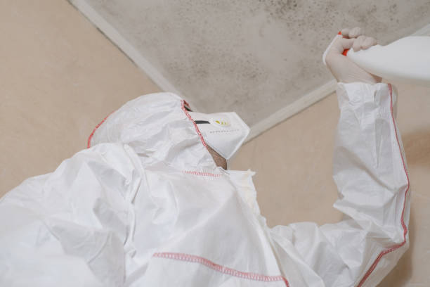 Best Mold Remediation  in East Village, CT