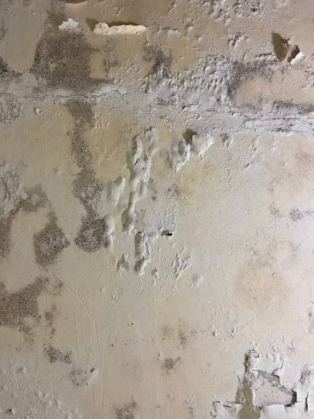 Best Attic Mold Removal  in East Village, CT