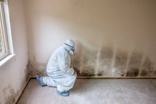 Best Mold Testing  in East Village, CT