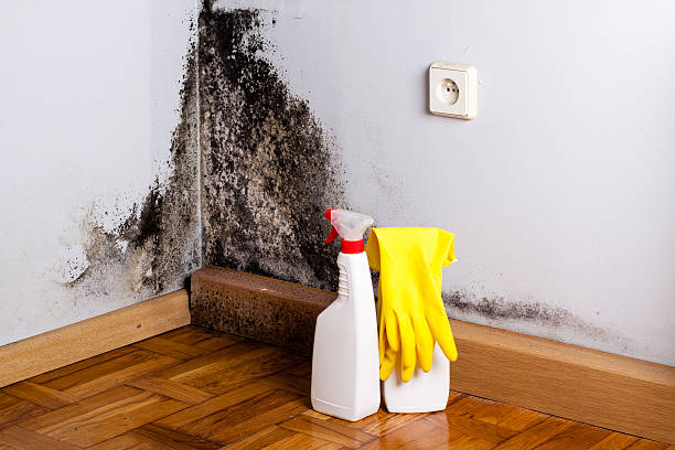 Mold Removal Process in East Village, CT