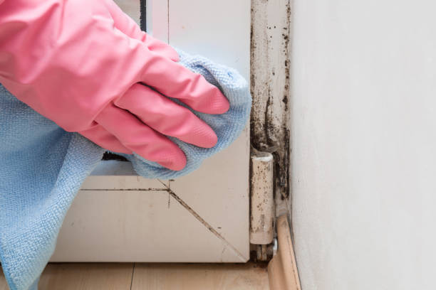Best Professional Mold Removal  in East Village, CT