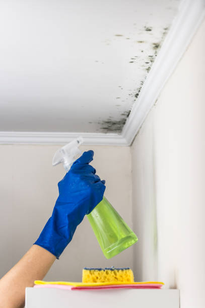 Professional Mold Removal in East Village, CT