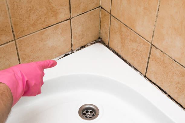 Best Mold Removal Specialists  in East Village, CT